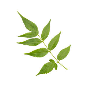 Fresh green wild neem leaves isolated on transparent background
